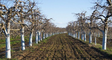 Síran měďnatý pro zpracování jabloní - pravidla aplikace